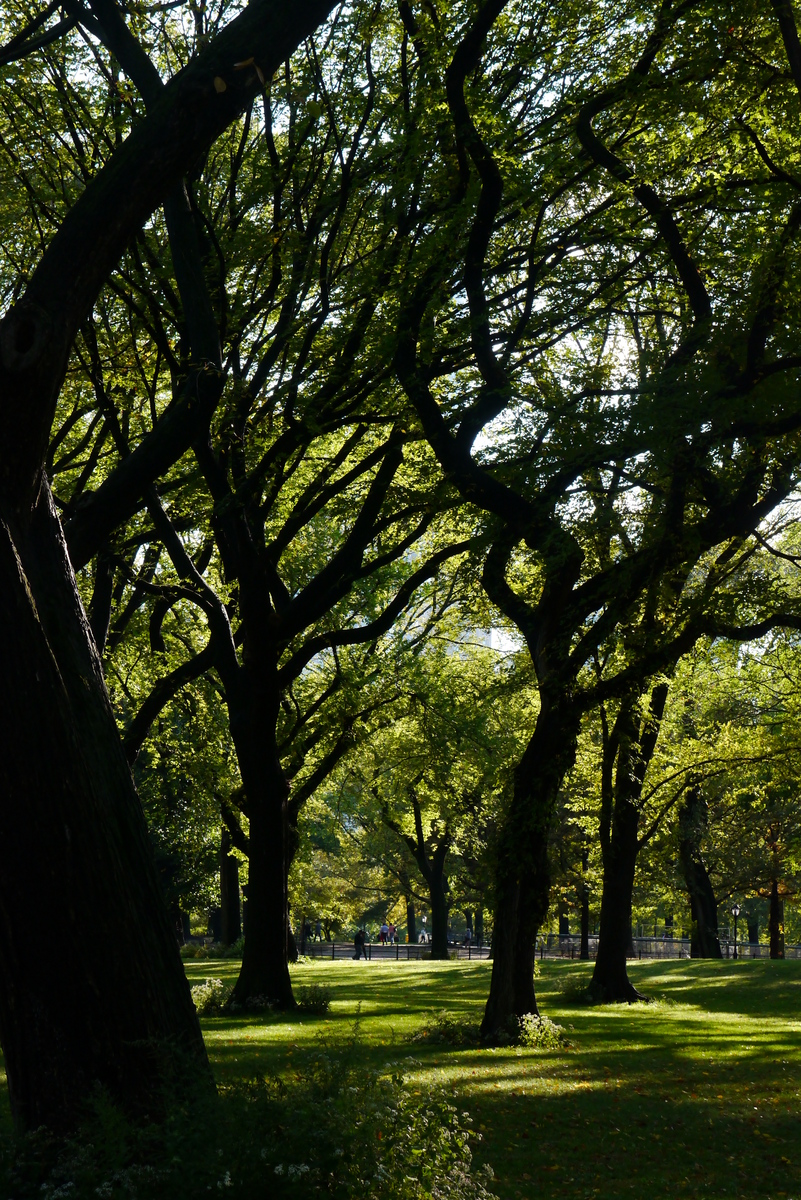 Central Park's elms